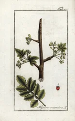 Tomentos eller tacamacgummi (Elaphrium tomentosum). Litografi från "Afbeelding der Artseny-Gewassen" av Johannes Zorn (1739-1799), Nederländerna
