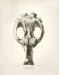 Toxodon Crane, ett förhistoriskt djur som Charles Darwin hittade nära Montevideo, Uruguay under sin upptäcktsresa ombord på Beagle. The Zoology of the voyage of H.M.S. Beagle under befäl av kapten Fitzroy under åren 1832 till 1836 redigerad och översatt av