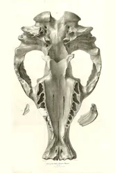 Toxodon Crane, ett förhistoriskt djur som Charles Darwin hittade nära Montevideo, Uruguay under sin upptäcktsresa ombord på Beagle. The Zoology of the voyage of H.M.S. Beagle under befäl av kapten Fitzroy under åren 1832 till 1836 redigerad och översatt av