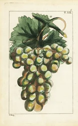 Traminar druvsort, Vitis vinifera.