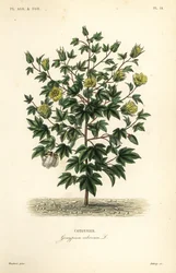 Trädbomull, Gossypium arboreum, Cotoninier