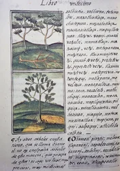 Träd, vilda cypresser och granar, sida från Florentine Codex, tvåspråkig version på spanska och Nahuatl, General History of Things of New Spain, av den spanske missionären Fray Bernardino de Sahagun (1499-1590). Aztekisk civilisation