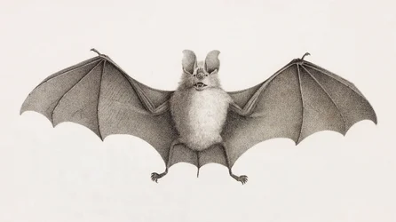 Trident Horseshoe Bat, fladdermöss i Egypten
