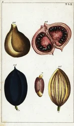 Tropiska frukter och nötter.