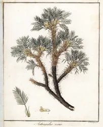 Äkta astragalus - Litografi av F. Guimpel, hämtad från medicinsk botanik av Friedrich Gottlob Haynes (1763-1832), Berlin