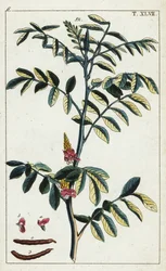 Äkta indigo, Indigofera tinctoria.