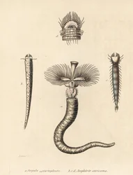 Rörmask, Serpula vermicularis (Serpula contortuplicata), och solfjädermask, Amphictene auricoma (Amphitrite auricoma). Handkolorerad litografi av Gebhart efter en illustration av Zehner från Georg Friedrich Treitschkes naturhistoriska galleri, Naturhistori