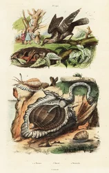 Tunnskal och eurasisk wryneck.