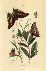 Tvåstjärtad pascha eller rävkejsare, Charaxes jasius, med puppa och larv 1, och Cramers åttioåtta-fjäril, Diaethria clymena 2