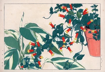 Tvåfärgad manettia i kruka och dicadame eller ört med pilar. Knallrot, Manettia bicolor, i en blomkruka och pilrot, Maranta arundinacea. Handkolorerat träsnitt från Konan Tanigamis "Seiyou Sokazufu" (Bildalbum över västerländska växter och