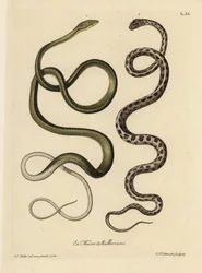 Två ormar från Surinam: Grön huggorm (malaysisk grön huggorm, Ahaetulla mycterizans) och rutig strumpebandssnok, Thamnophis marcianus. Surinams gröna orm, Coluber mycterizans, en vit orm som är elegant svartfärgad i en chicker. Handfärgade koppar