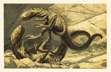 Två stridande Dryptosaurus aquilunguis.1908 (litografi)
