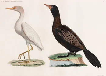 Två färgillustrationer av fåglar
