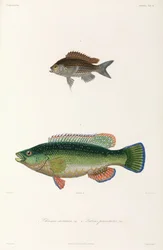 Två typer av fisk, Svarta havet