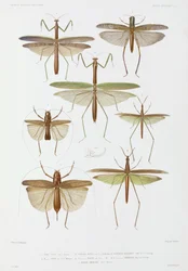 Typer av insekter, Australien och Indonesien