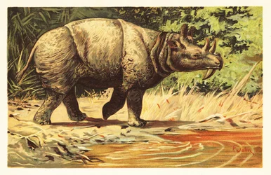 Uintatherium anceps, utdöd växtätande däggdjur från eocen.1908 (litografi)