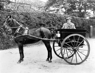 Storbritannien: En häst och fälla. c1905