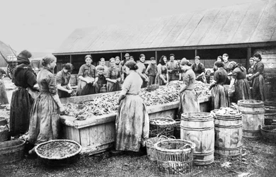 Storbritannien : Women Gutting Herrings. Aberdeen, c1880