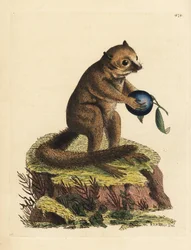 Okänd art av bushbaby- eller muslemur (minutlemur, Lemur minutus). Illustration ritad och graverad av Richard Polydore Nodder. Handkolorerat kopparstick från George Shaw och Frederick Nodders The Naturalist