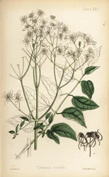 Upprätt jungfru Marie nycklar, Clematis recta (Clematis erecta). Handkolorerad litografi av Henry Sowerby från Edward Hamiltons Flora Homeopathica, Bailliere, London