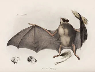 Vampyrfladdermus, Sydamerika, ca 1832-1836