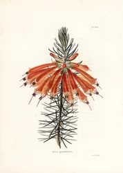 Variete de bruyere - Litografi av George Cooke, för den brittiska tidskriften Conrad Loddiges Botanical Cabinet (1738-1826)