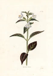 Variete de mimule - Litografi av George Cooke, för den brittiska tidskriften Conrad Loddiges (1738-1826)