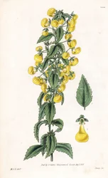 Varietet av calceolaria ellersmall slipper eller lady purse - smalbladig slipperwort, Calceolaria angustiflora. Handkolorerat kopparstick av Swan efter en illustration av William Jackson Hooker från Samuel Curtis "Botanical Magazine", London