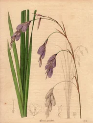 Varieté av iris (Sparaxis pendula), kallad Harlekinblomma, infödd i Sydafrika, med hängande blommor i lila färg. Illustration av R. Mills (aktiv 1836-1842), i The Botanist, serie av Benjamin Maund i fem volymer, publicerad mellan 1836 och 1842