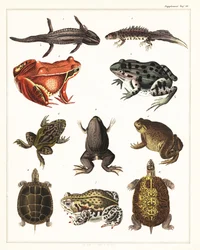 Sorter av groddjur, grodor och sköldpaddor., 1841 (litografi)