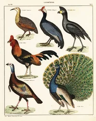 Sorter av fåglar. ,1841 (litografi)