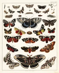 Sorter av fjärilar, nattfjärilar, etc., 1841 (litografi)