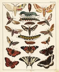 Sorter av fjärilar, nattfjärilar, etc., 1841 (litografi)
