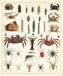 Variationer av krabbor och spindlar., 1841 (litografi)