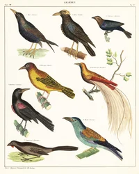 Varianter av exotiska fåglar. ,1841 (litografi)