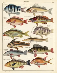 Sorter av fisk., 1841 (litografi)