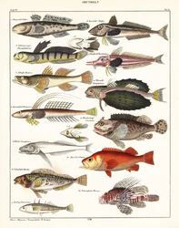 Sorter av fisk., 1841 (litografi)