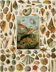 Olika sorters blötdjur, med kammusslor, musslor, snäckor, sniglar och bläckfisk. Litografi från 1800-talet.