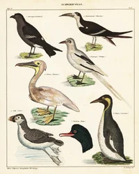 Sorter av sjöfåglar. ,1841 (litografi)