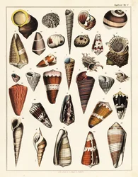 Variationer av snäckor, blötdjur., 1841 (litografi)