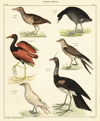 Variation av vattenfåglar. ,1841 (litografi)