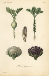 Grönsaker, Plantes legumieres