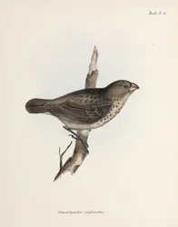 Vegetarisk fink, Galapagosöarna, ca 1832-1836