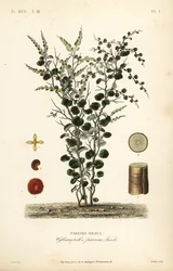 Sammetsblad eller abuta, Cissampelos pareira, Pareira brava