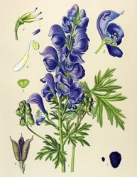 Giftig och medicinalväxt: äkta stormhatt (Aconitum napellus)