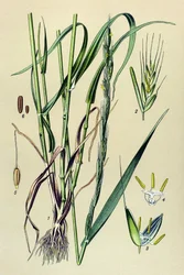 Giftig växt (giftig): berusande agnar (Lolium temulentum)