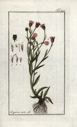 Vergerettakrona (Erigeron acris). Litografi från "Bild av Artseny-Gewassen" av Johannes Zorn (1739-1799), Nederländerna