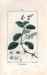 Veronique des ruisseaux ou cress de cheval or salad de chouette - Gravyr av Lambert fils, efter en teckning av Pierre Jean Francois Turpin (1775-1840), hämtad ur La flore medicale, de Chaumeton, Poiret et Chamberet, Paris 1830 - Brooklime eller European sp