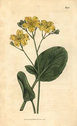 Villardie - Villarsia ovata (Ovalbladig kappaböna, Menyanthes ovata). Handkolorerad botanisk gravyr från John Sims Curtis