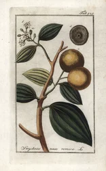 Vomiker (Strychnis nux-vomica). Litografi från "Afbeelding der Artseny-Gewassen" av Johannes Zorn (1739-1799), Nederländerna